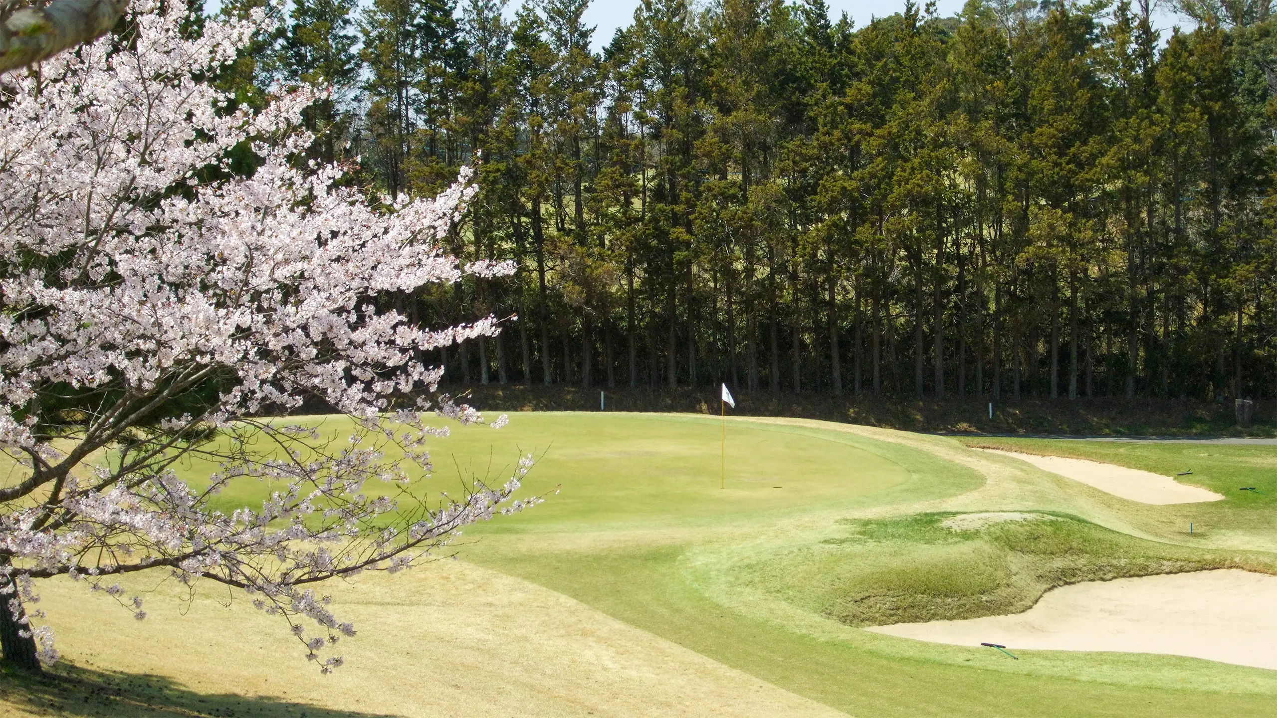 桜1