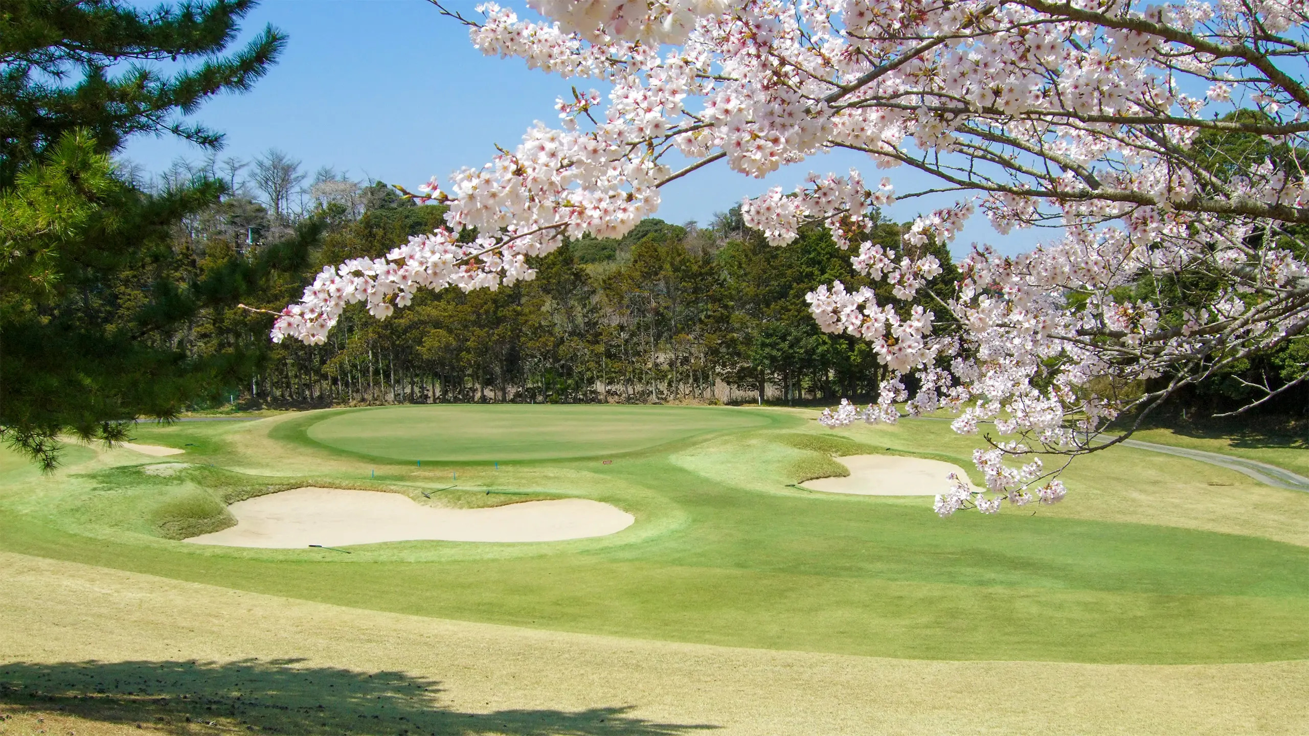 桜2
